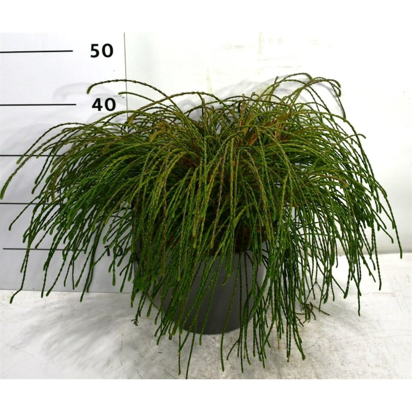 Thuja – Thuja plicata 'Whipcord' - C7.5 30-40 cm.